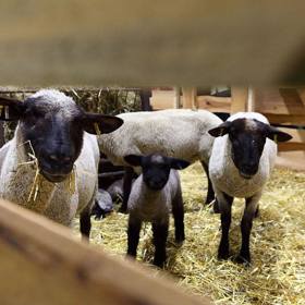 Těšit se můžete i na živá zvířátka