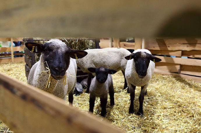 Těšit se můžete i na živá zvířátka