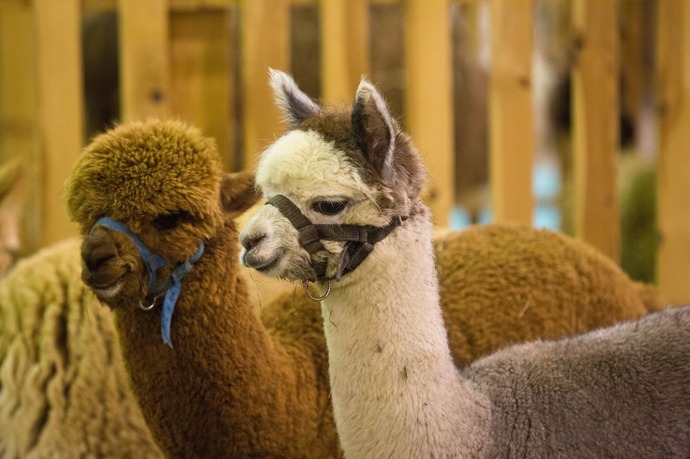 Těšit se můžete i na živá zvířátka