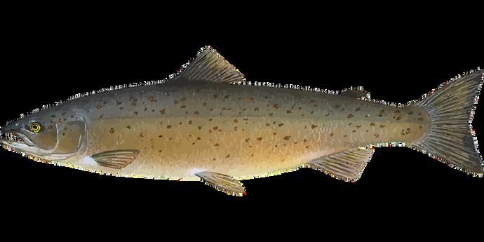 Losos je velmi oblíbený pro chutné narůžovělé maso bez kostí.