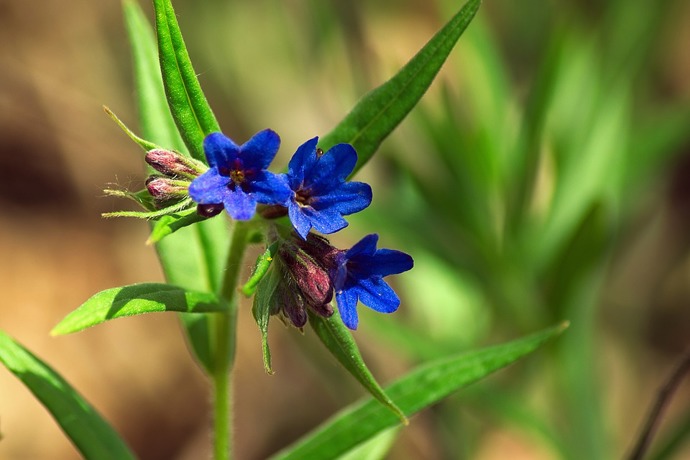 Z mladých lístečků Plicníku lékařského lze za pomoci medu a citrónu vytvořit chutný salát. Tato krásně modrá bylinka je výborná k léčbě plicních onemocnění.