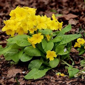 Popíjení čaje z petrklíče usnadňuje vykašlávání, zbaví vás hlenu, zvlhčuje a tlumí kašel. Pomáhá tedy léčit bronchitidu, ale i zápal plic. Tlumí ne jen záněty, ale i bolesti hlavy a horečky.