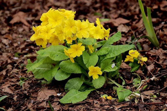 Popíjení čaje z petrklíče usnadňuje vykašlávání, zbaví vás hlenu, zvlhčuje a tlumí kašel. Pomáhá tedy léčit bronchitidu, ale i zápal plic. Tlumí ne jen záněty, ale i bolesti hlavy a horečky.