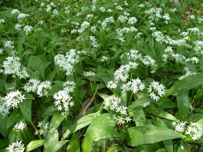 Takhle vypadají lány medvědího česneku.