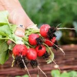 Ředkvičky jsou jednou z nejoblíbenějších plodin českých zahrádkářů.