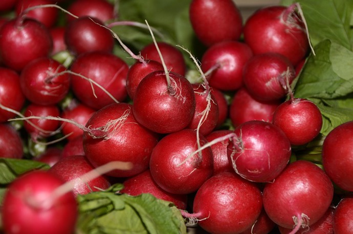 Takhle by měla vypadat krásná a zdravá ředkvička.