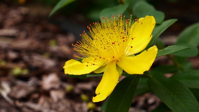 Třezalka se tradičně využívá při léčbě depresí a úzkostných stavů. Je ale vhodná i na pomoc s nespavostí.