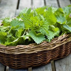 Do nádivky použijte mladé kopřivy