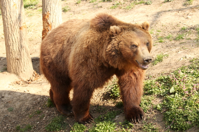 Bruno je medvěd kamčatský, kterého v zahradě od dubna nahradí v loňském roce ukončený chov medvědů grizzly