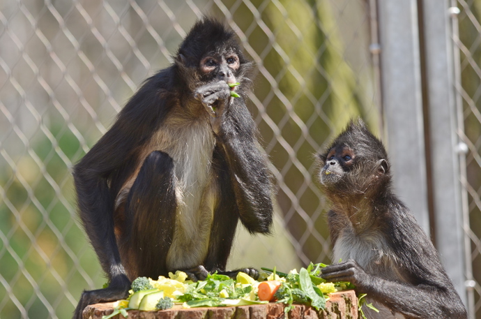 Chápan středoamerický