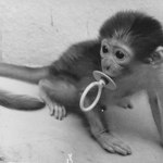 Grác zvířata miloval