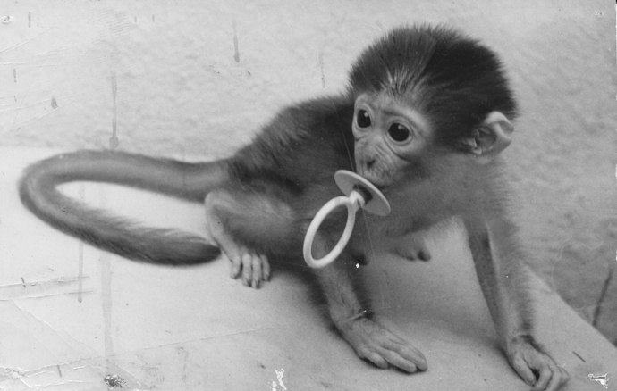 Grác zvířata miloval 