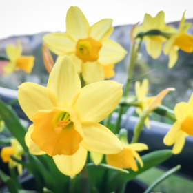 Narcisy jsou žlutou ozdobou jara