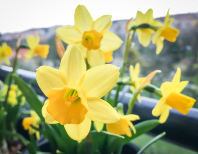 Narcisy jsou žlutou ozdobou jara