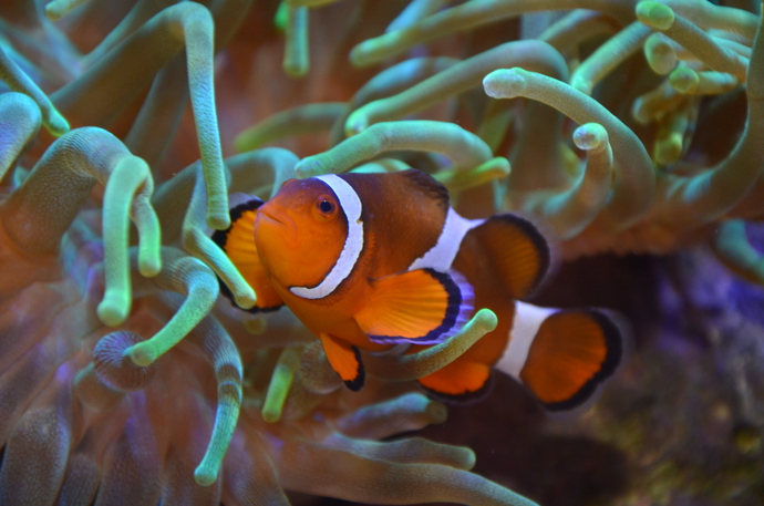 Děti určitě zaujme "Nemo" klaun očkatý