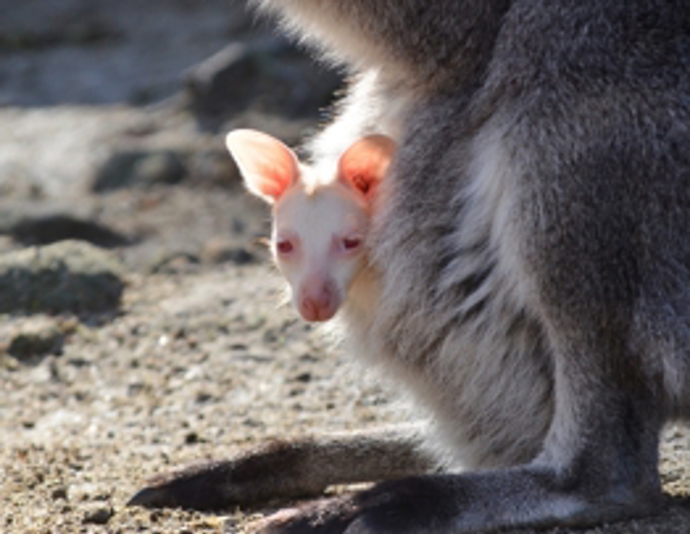 Už pátý rok po sobě se zoo raduje z odchovu v expozici klokanů rudokrkých. Jejich chovu se věnují 6 let a letošní odchov je výjimečný tím, že jedna ze samic porodila bíle zbarvené mládě.