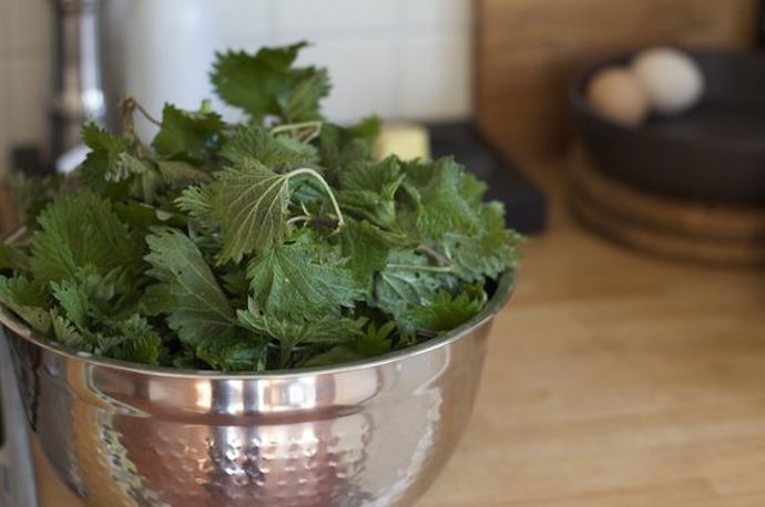 Do tradiční velikonoční nádivky patří mladé kopřivy