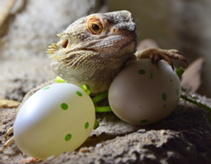 Zoo vyhlašuje soutěž o nejhezčí kraslici s názvem ZooKraslice. Soutěž je určena pro děti i dospělé, může se do ní zapojit každý, kdo rád tvoří.