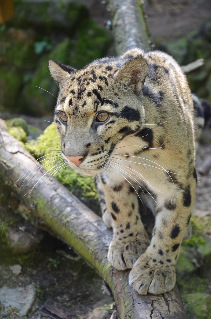 Levhart obláčkový