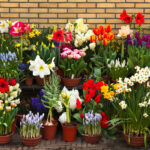 Jarní květiny jsou pestré a krásné