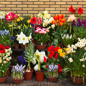 Jarní květiny jsou pestré a krásné