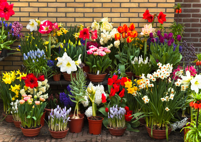 Jarní květiny jsou pestré a krásné