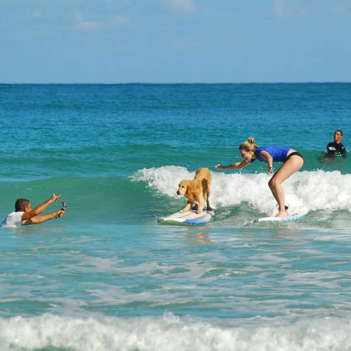 Na surfu můžete vidět v Dominikáně třeba i psa.