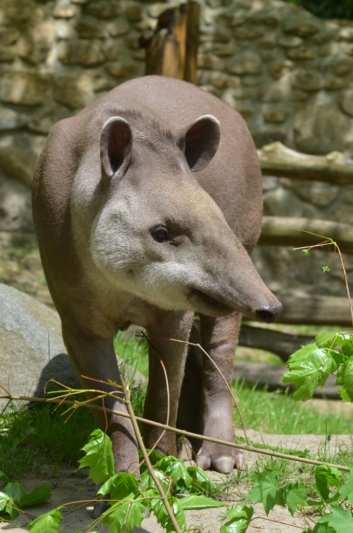 Tapír jihoamerický