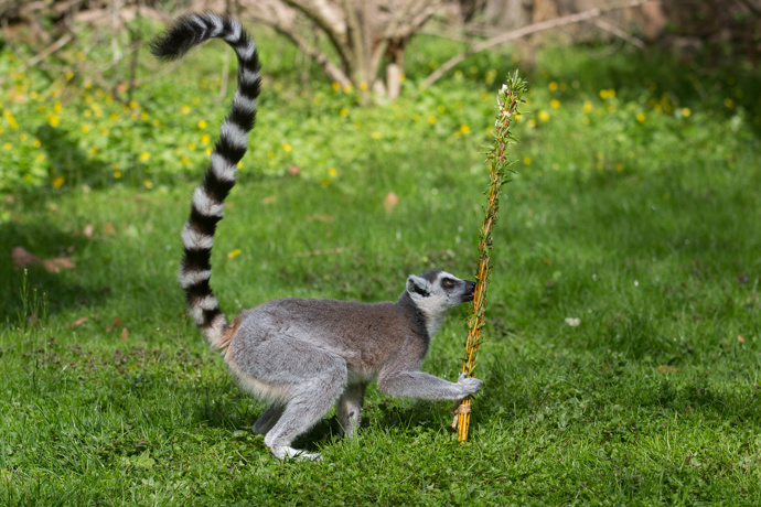 O Velikonocích dostali pomlázku i lemuři