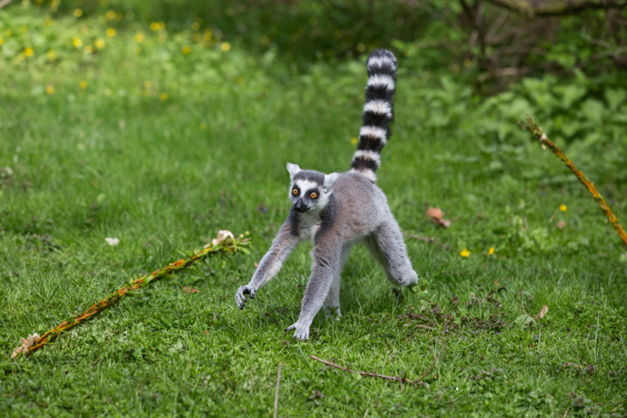 O Velikonocích dostali pomlázku i lemuři