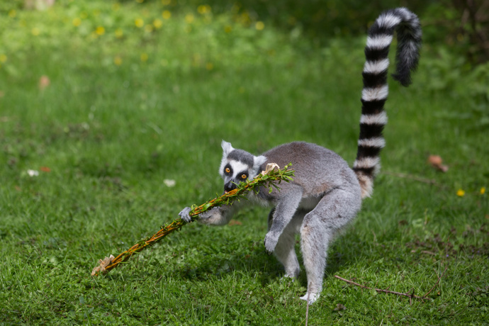O Velikonocích dostali pomlázku i lemuři