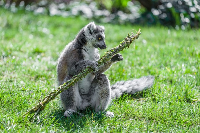 Lemur kata s pomlázkou