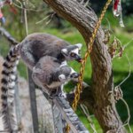 Velikonoční nadílka proběhla i na Ostrově lemurů. Pomlázky chovatelé potřeli přesnídávkou.