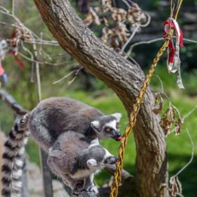 Velikonoční nadílka proběhla i na Ostrově lemurů. Pomlázky chovatelé potřeli přesnídávkou. 