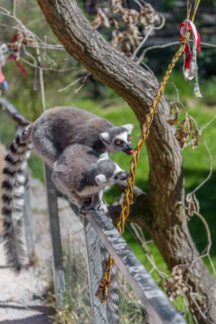 Velikonoční nadílka proběhla i na Ostrově lemurů. Pomlázky chovatelé potřeli přesnídávkou. 