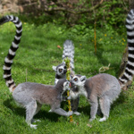 O Velikonocích dostali pomlázku i lemuři