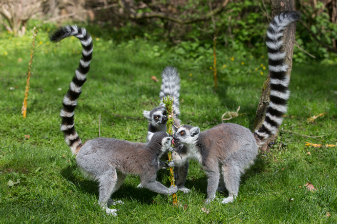 O Velikonocích dostali pomlázku i lemuři