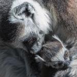 Roztomilý "plyšák": V pražské zoo se narodilo mládě lemura, mrkněte mu do očí!
