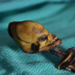 Dobře zachovalá kostra byla menší než lidské novorozeně a přitom byla daleko vyvinutější. Kosti odpovídají šestému až osmému roku života dítěte. I to odborníky nejdřív mátlo.