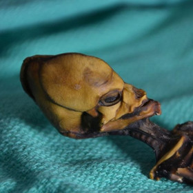 Dobře zachovalá kostra byla menší než lidské novorozeně a přitom byla daleko vyvinutější. Kosti odpovídají šestému až osmému roku života dítěte. I to odborníky nejdřív mátlo.