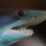 Běžně se vyskytuje ve Středozemním moři.