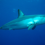 Žralok mako obývá vody v mírném a tropickém pásmu v mořích po celém světě.