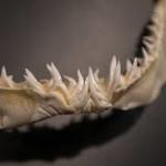 Jeho špičaté zuby jsou viditelné i při zavřené tlamě.