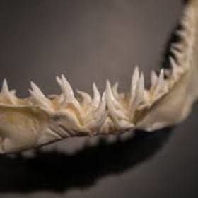 Jeho špičaté zuby jsou viditelné i při zavřené tlamě.