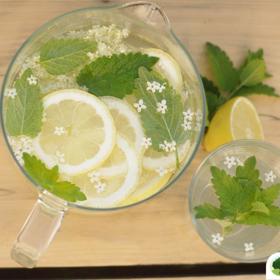 Na přípravu vynikající a zdravé limonády budete potřebovat:

Plné hrsti zářivě žlutobílých a svěže vonících bezových květů čerstvě nasbíraných,
med a cukr,
2 citrony,
2 litry vody.

Do velké sklenice volně naskládejte téměř po okraj bezové květy, přidejte kolečka citronu a zalijte převařeným nálevem z vody, cukru a medu. Nakonec přidejte jednu lžíci vinného octa a uzavřete fólií. Nechejte na slunečném místě kvasit po dobu 10 dní, poté přeceďte do čistých lahví. Přesuňte do sklepa (nebo na chladné temné místo) na další dva týdny.