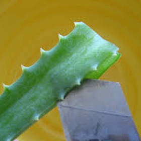 Detoxikační likér:

Budete potřebovat: 300 g listů aloe vera (před „sklizní“ alespoň pět dní rostlinu nezalévejte a listy řežte odspodu), 500 g medu, 0,7 l kvalitního červeného vína, 200 ml čistého lihu nebo kvalitní vodky.

Postup: Listy rozmixujte, přidejte ostatní suroviny, vše nalejte do třílitrové láhve, uzavřete a uložte ji do chladné, tmavé místnosti. Denně tekutinu promíchejte a po týdnu přeceďte přes plátýnko.

Ráno nalačno užívejte jednu polévkovou lžíci likéru. Tuto očistnou kúru aplikujte jednou ročně. Uvedené množství vystačí pro jednu osobu přibližně na dva měsíce.