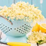 Tato léčivá dřevina má na našem území dlouhou tradici a roste doslova na každém kroku. Sazenice bezu se dávaly nevěstám při svatbě, aby si je mohly vysadit a léčit tak neduhy svého muže.