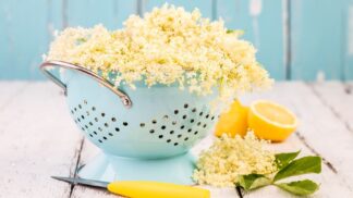 Tato léčivá dřevina má na našem území dlouhou tradici a roste doslova na každém kroku. Sazenice bezu se dávaly nevěstám při svatbě, aby si je mohly vysadit a léčit tak neduhy svého muže.