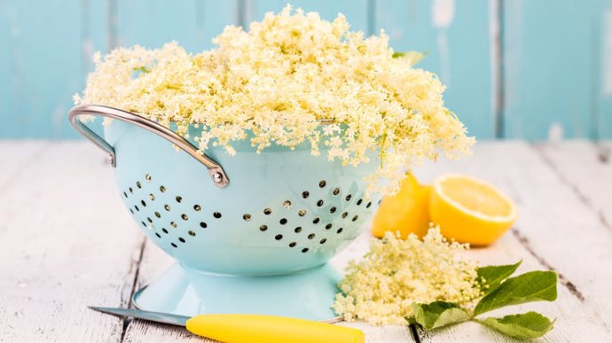 Tato léčivá dřevina má na našem území dlouhou tradici a roste doslova na každém kroku. Sazenice bezu se dávaly nevěstám při svatbě, aby si je mohly vysadit a léčit tak neduhy svého muže.