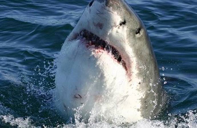 Brody si uvědomuje nebezpečí a chce nechat zavřít pláže, což se ovšem nelíbí starostovi Vaughnovi. 